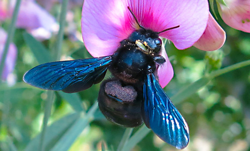 L'abeille charpentiere xylocope violette