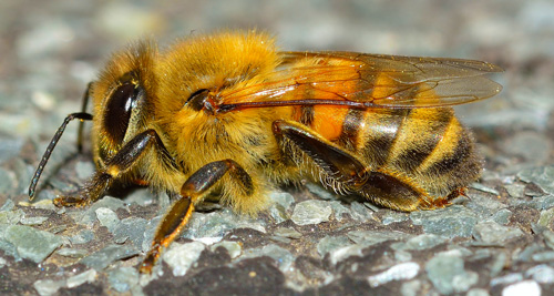 L'abeille mellifère