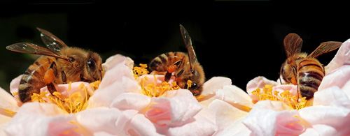 des abeilles qui butinent