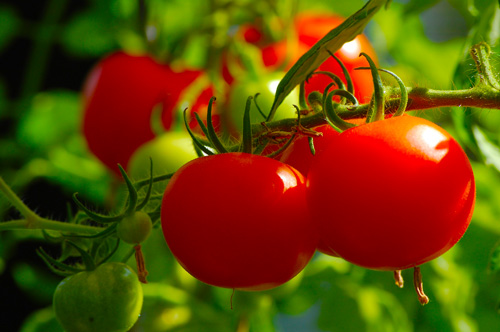 Un plant de tomate fertile